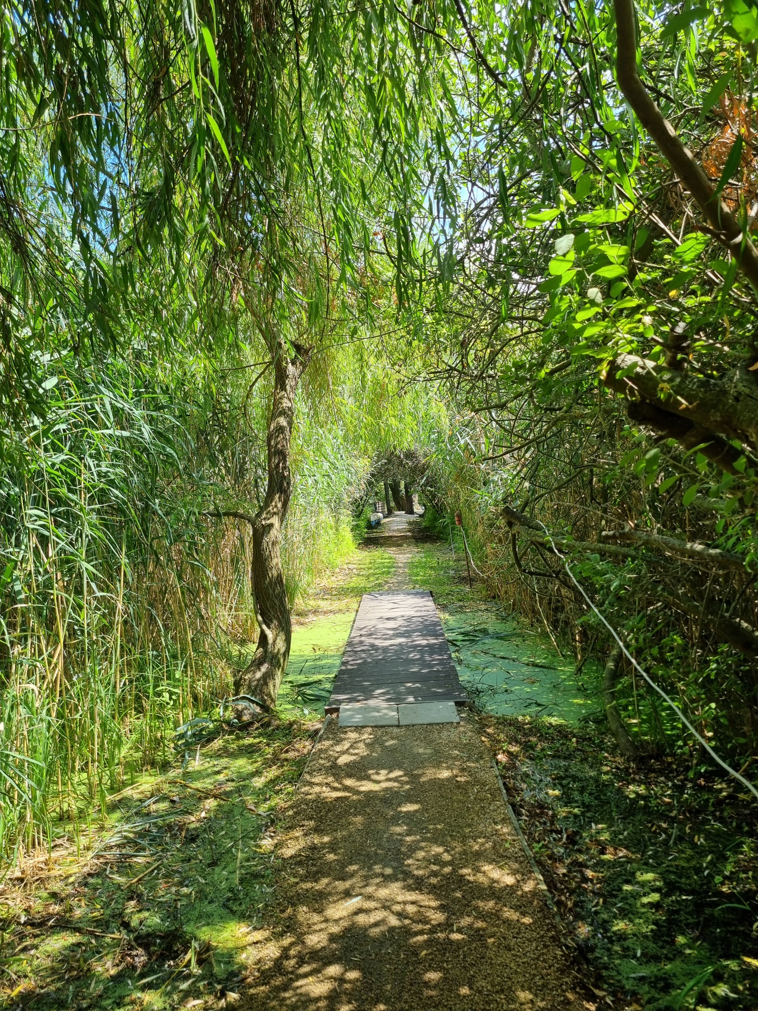 BigCarpHome Vendégház